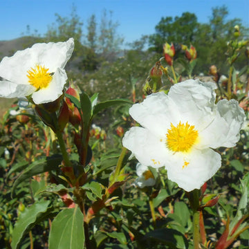 Heirloom Creticus Flower Seeds, Non-GMO Hardy Mediterranean Blooms for Drought-Tolerant Garden Planting