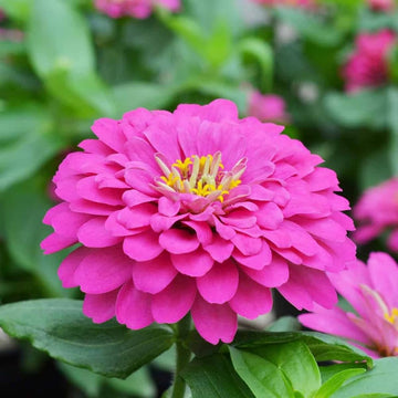 Pink Zinnia Flower Seeds for Planting – Vibrant Blooms for Your Garden, Non-GMO Seeds