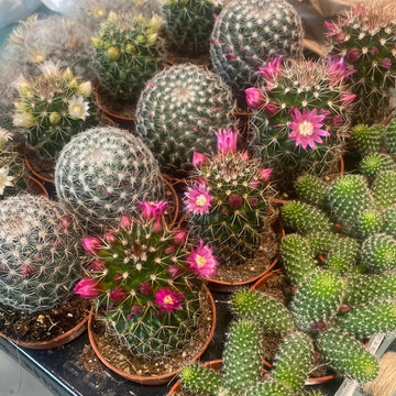 Mammillaria Mixed Cactus Flower Seeds – Organic, Heirloom, Non-GMO Seeds for Planting