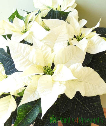 White Green Poinsettia Flower Seeds – Heirloom Non-GMO Festive Blooms for Garden and Pot Planting