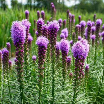 Purple Liatris Flower Seeds for Planting, Tall Spikes