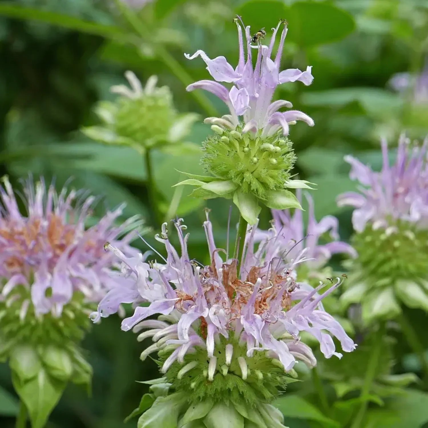 Heirloom Non-GMO Monarda Fistulosa Flower Seeds for Pollinator-Friendly Garden Planting for planting in home garden