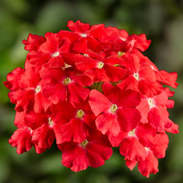 Red Verbena Scarlet Flower Seeds for Planting – Heirloom, Non-GMO, Organic
