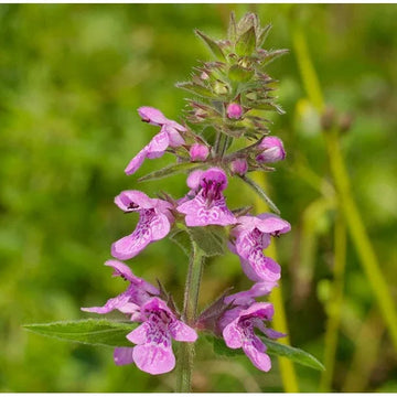 Marsh Woundwort Purple Flower Seeds – Organic, Heirloom, Non-GMO Seeds for Planting