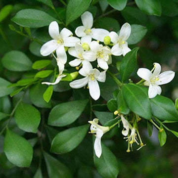 Heirloom Murraya Paniculata Flower Seeds, Non-GMO Fragrant Jasmine Blooms for Garden Planting