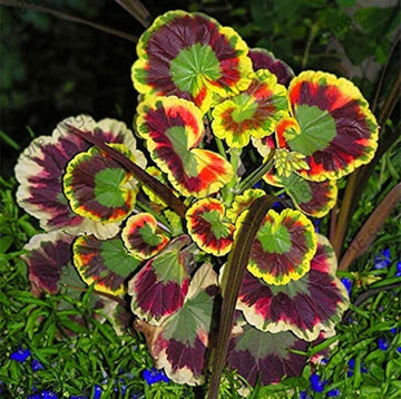 Heirloom Non-GMO Mixed Variegated Geranium Flower Seeds for Planting – Unique Colorful Garden Blooms
