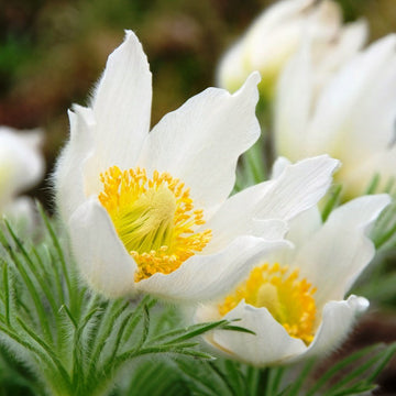 White Pasque Flower Seeds – Heirloom Non-GMO Perennial Seeds for Vibrant Garden Displays