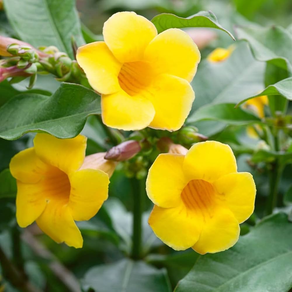 Heirloom Pentalinon Luteum Flower Seeds, Non-GMO Yellow Allamanda Blooms for Tropical Garden Planting for planting in home garden