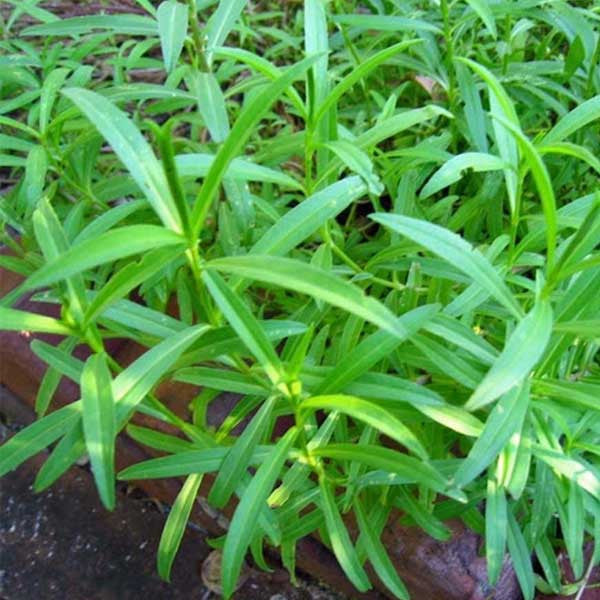 Tarragon Plant Seeds for Planting - 100 pcs seeds for planting in home garden