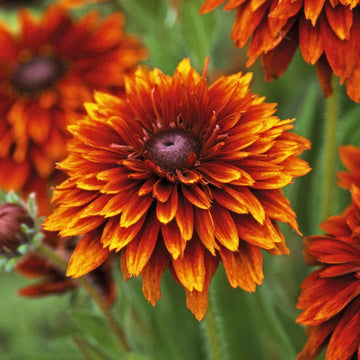 Orange Cherokee Flower Seeds for Planting, NON GMO Seeds
