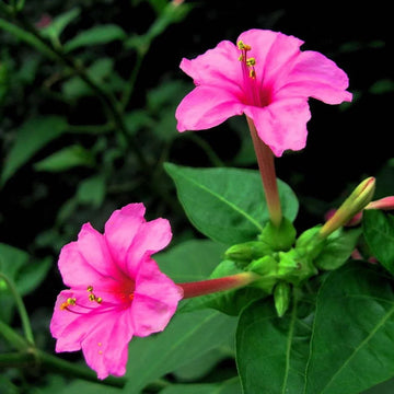 Heirloom Non-GMO Pink Mirabilis Jalapa Flower Seeds for Garden Planting – Fragrant Evening Blooms