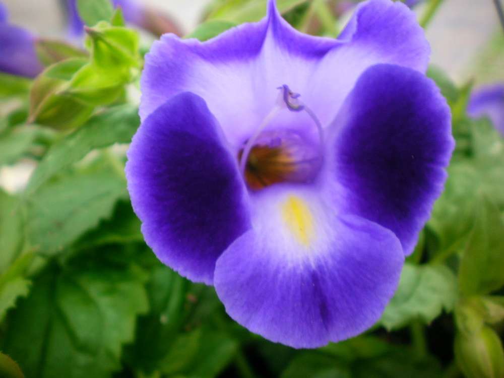 Heirloom Non-GMO Purple Torenia Kauai Flower Seeds | Shade-Loving Wishbone Plant Seeds for Hanging Baskets seeds for planting in home garden