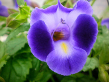 Heirloom Non-GMO Purple Torenia Kauai Flower Seeds | Shade-Loving Wishbone Plant Seeds for Hanging Baskets