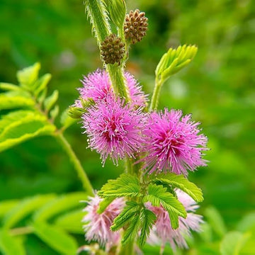 Organic Heirloom Non-GMO Mimosa Pudica (Touch-Me-Not) Seeds for Planting – Pink Blooms