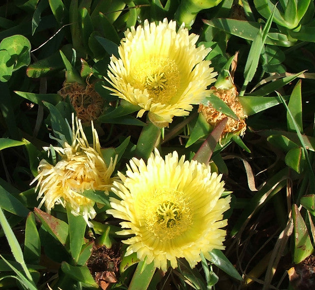 Carpobrotus Flower Seeds for planting in home garden