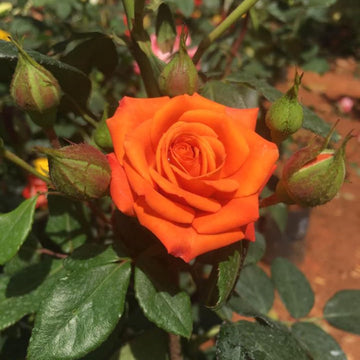 Orange Miniature Rose Heirloom Non-GMO Seeds for Planting – Vibrant Color