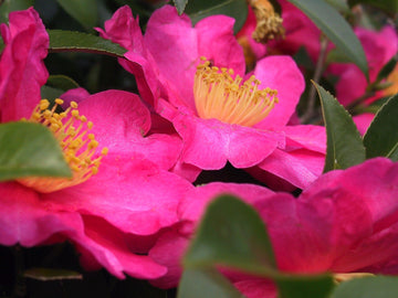 Organic Heirloom Pink Yellow Camellia Flower Seeds – Non-GMO Elegant Shrub Seeds for Planting