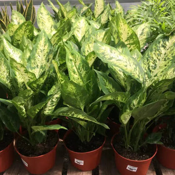 Green Sansevieria Plant Seeds for Planting NON GMO Seeds