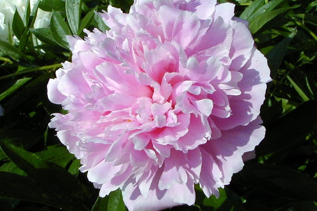 Pink Paeonia Flower Seeds for Planting 100 pcs seeds for planting in home garden