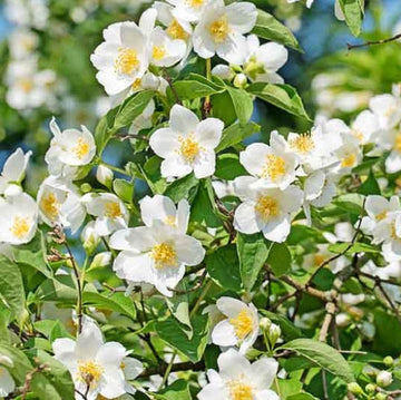 White Philadelphus Coronarius Flower Seeds – Heirloom Non-GMO Mock Orange Blooms for Fragrant Gardens
