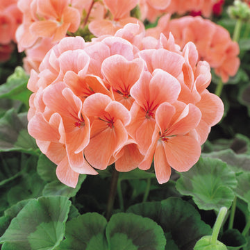 Heirloom Non-GMO Peach Geranium Flower Seeds for Planting – Soft Colorful Blooms for Garden