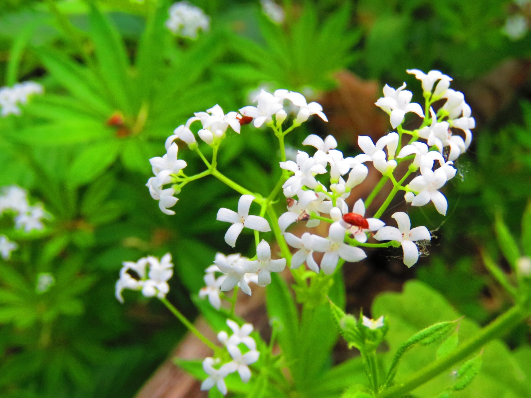 Sweet Woodruff Flower Seeds for Planting -Heirloom, Non-GMO, Beautiful Blooms for Home Garden for planting in home garden