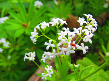 Sweet Woodruff Flower Seeds for Planting -Heirloom, Non-GMO, Beautiful Blooms for Home Garden for planting in home garden