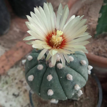 Astrophytum Plant Seeds – Heirloom, Non-GMO, Star Cactus Variety for Decorative Garden Planting