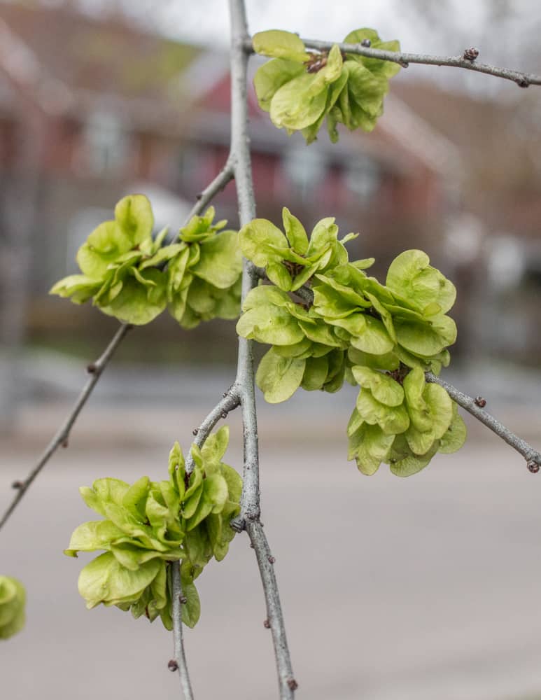 Dark Green Elm Plant Seeds for Planting - 100 pcs seeds for planting in home garden