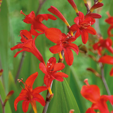 Heirloom Non-GMO Red Crocosmia Lucifer Flower Seeds for Bold Summer Garden Planting