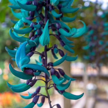 Organic Sky Blue Endangered Jade Flower Seeds for Planting – Heirloom, Non-GMO