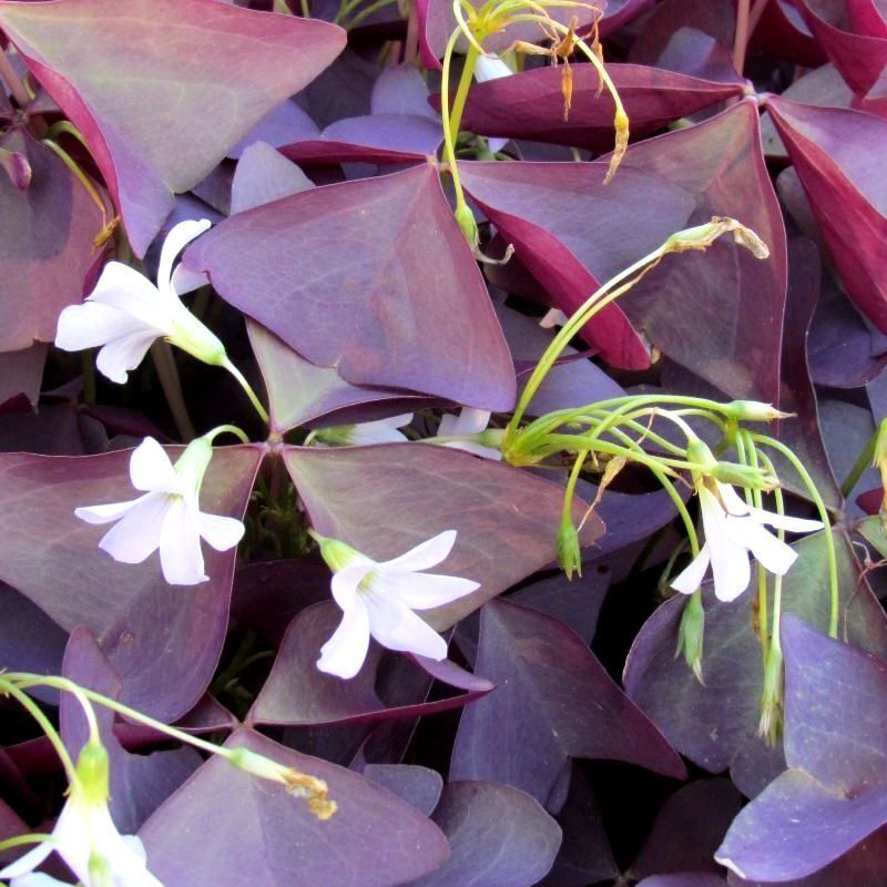 Heirloom Non-GMO Red Woodsorrel Flower Seeds for Garden Planting for planting in home garden