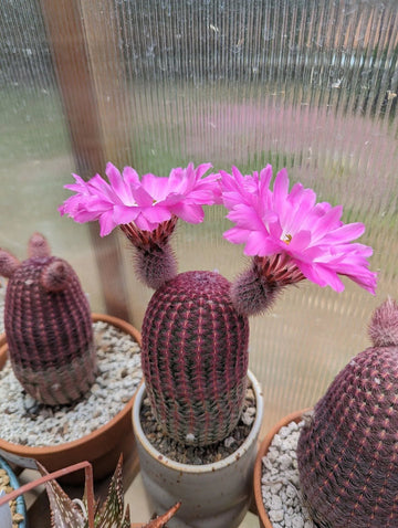 Heirloom Non-GMO Violet Echinocereus Rigidissimus Plant Seeds for Cactus and Rock Garden Planting
