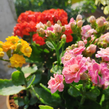 Kalanchoe Mixed Flower Seeds for Planting – Organic, Heirloom, Non-GMO Seeds