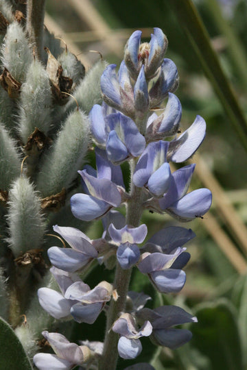 Sky Blue Lupine Flower Seeds for Planting - NON GMO Seeds