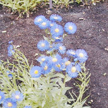 Blue Erigeron Perennial Flower Seeds – Heirloom Non-GMO Seeds for Planting