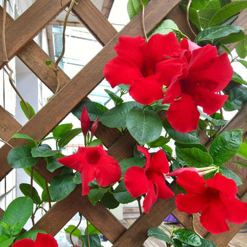Heirloom Dipladenia Flower Seeds, Non-GMO Tropical Vining Blooms for Decorative Garden Planting