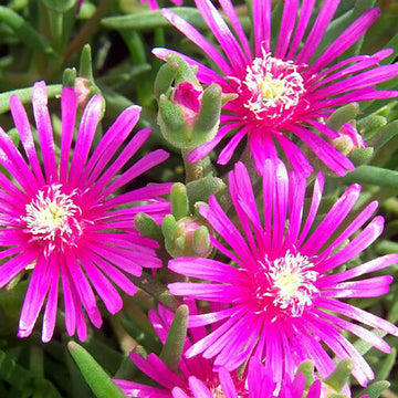 Organic Delosperma Cooperi Flower Seeds for Planting – Heirloom, Non-GMO