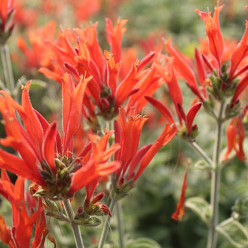 Hummingbird Flower Seeds – Heirloom, Non-GMO, Nectar-Rich Blooms to Attract Pollinators in Garden Planting