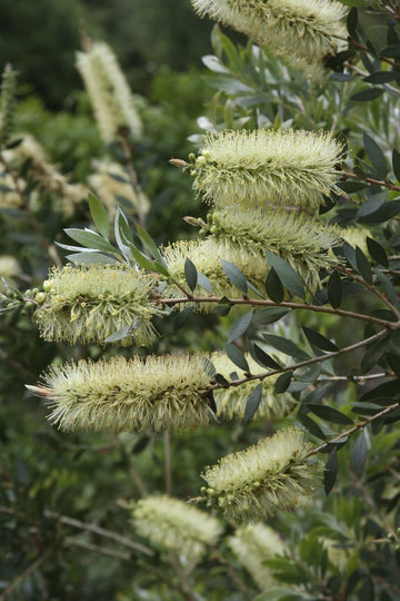 Green Callistemon Flower Seeds for Planting - 100 pcs
