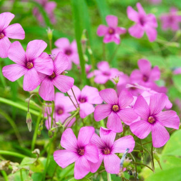 Pink Oxalis Laciniata Flower Seeds – Heirloom, Non-GMO Seeds for Planting Unique Garden Blooms