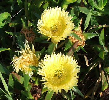 Carpobrotus Flower Seeds – Heirloom, Non-GMO, Drought-Tolerant Succulent Blooms for Garden Planting