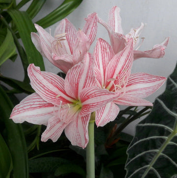 Heirloom Non-GMO Pink Hippeastrum Rutilum Flower Seeds for Garden Planting – Exotic Amaryllis Blooms