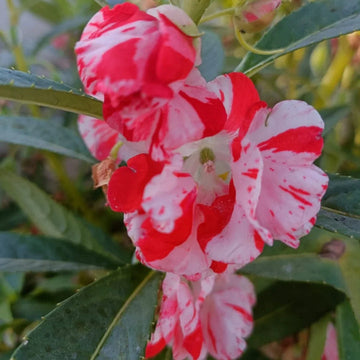 Balsam Flower Seeds for Planting, Fresh, NON GMO Seeds