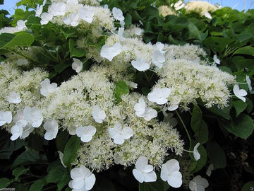 Organic Hortensia Trepadora Flower Seeds for Planting – Heirloom, Non-GMO