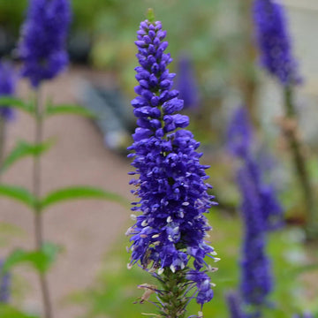 Organic Blue Veronica Flower Seeds for Planting – Heirloom, Non-GMO