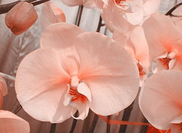 Peach Phalaenopsis Orchid Flower Seeds – Non-GMO Heirloom Seeds for Planting