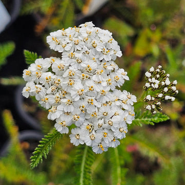 Achillea White Flower Seeds for Planting – Organic, Heirloom, Non-GMO Seeds