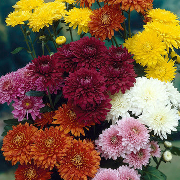 Organic Mixed Colors Chrysanthemum Flower Seeds for Planting – Heirloom, Non-GMO