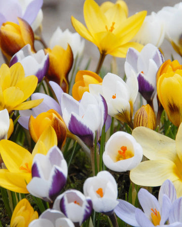 Heirloom Non-GMO Crocus Flower Seeds Mixed Colors for Garden Planting – Vibrant Spring Blooms